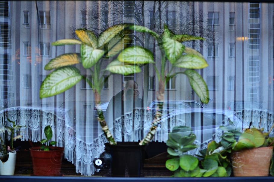 berlin, germany, windows, plants, leaf, reflection, food, freshness HD wallpaper