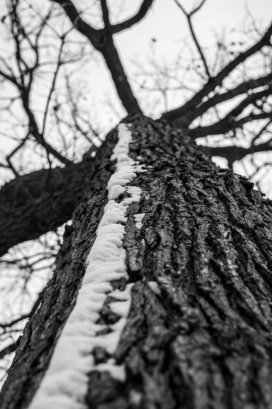 tree, plant, tree trunk, oak, root, redwood, vehicle, sports car HD wallpaper