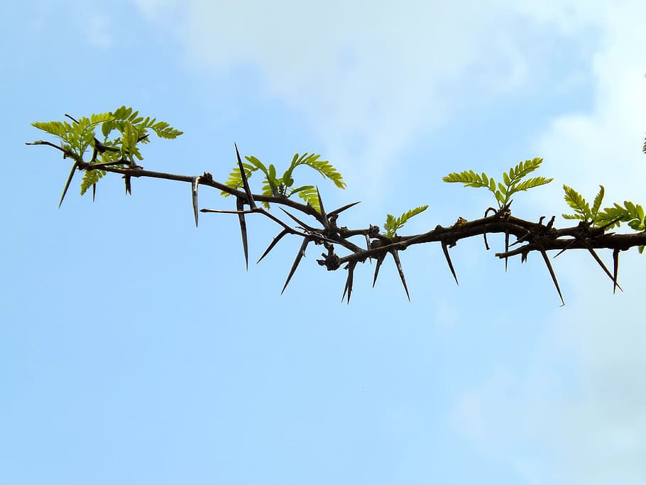 spin, plants, tree, thorns, leaf, sky, low angle view, nature HD wallpaper