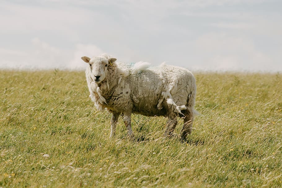 sheep on grassfield, mammal, animal, animal themes, one animal HD wallpaper