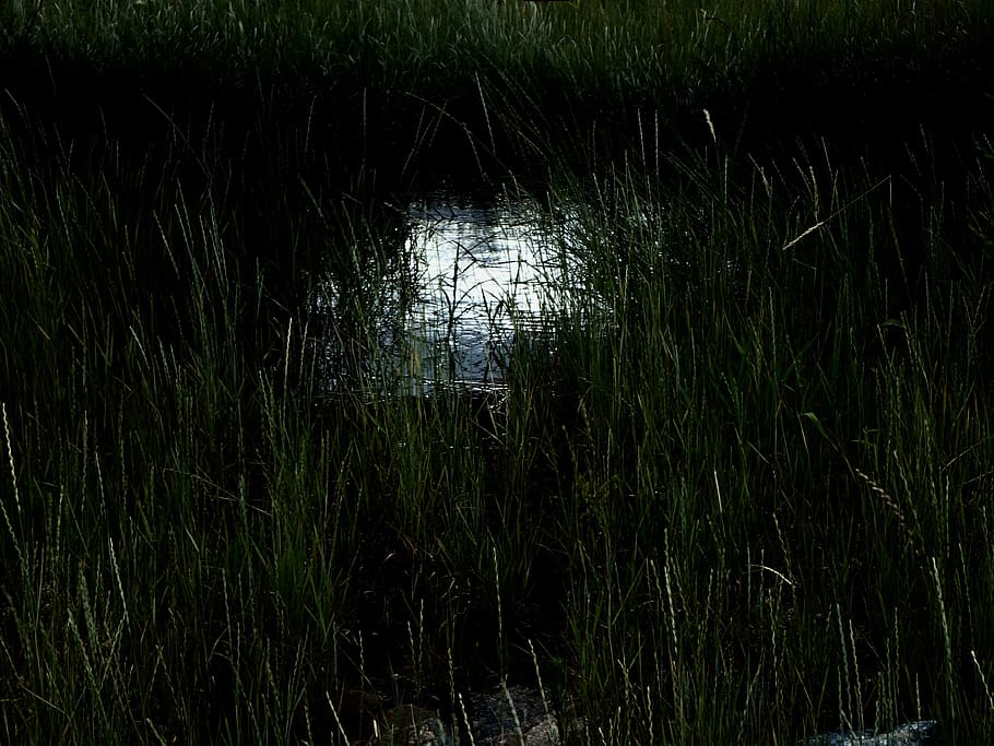 grass, water, everwildme, plant, no people, nature, growth HD wallpaper