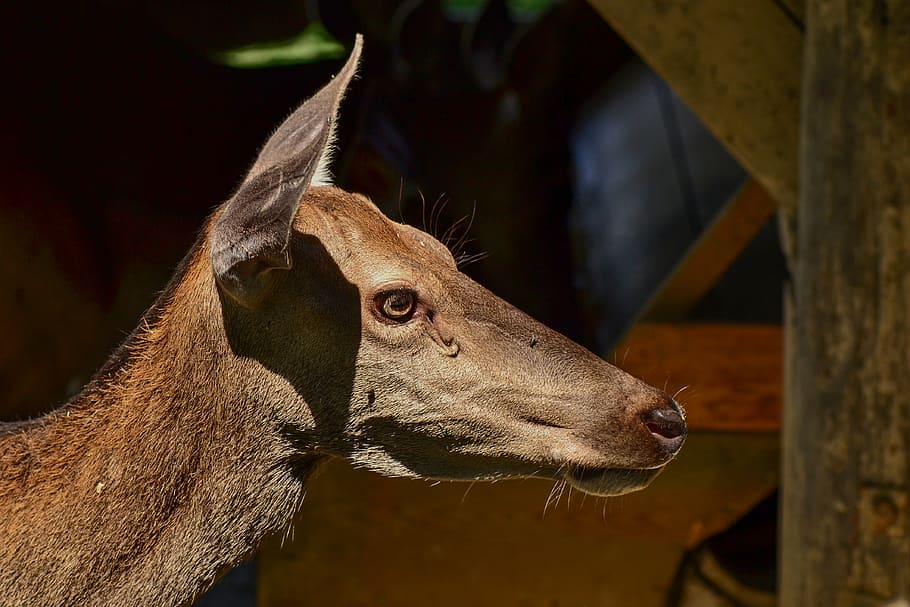 roe deer, head, wild, nature, face, portrait, eyes, wildlife park HD wallpaper