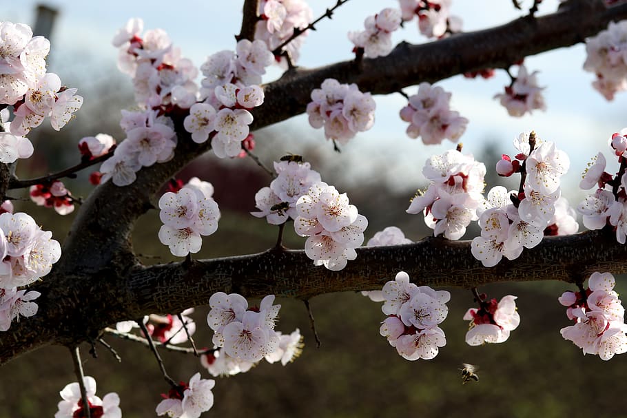 flowers, white, spring, casey, tree, nature, supplies, nice HD wallpaper