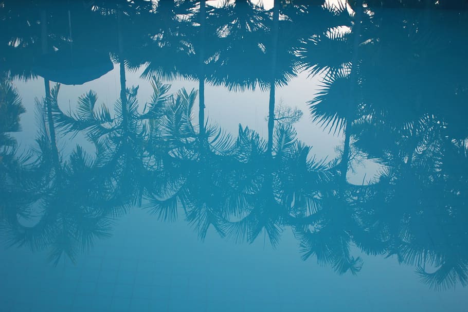 blue, water, reflection, palm trees, plant, winter, cold temperature HD wallpaper