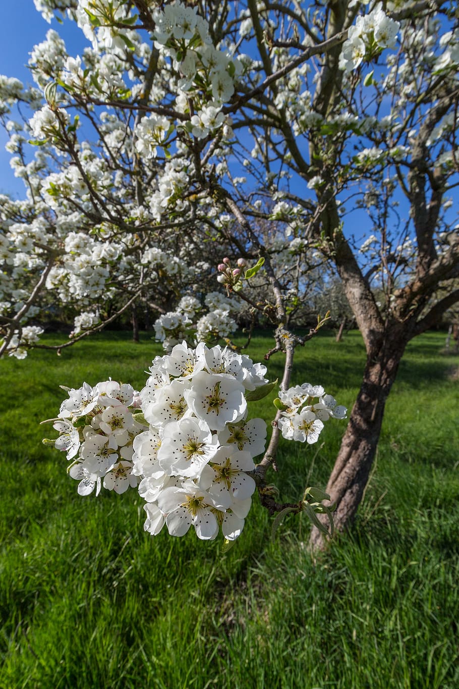 blossom, bloom, spring, nature, orchard, wasbüttel, white HD wallpaper