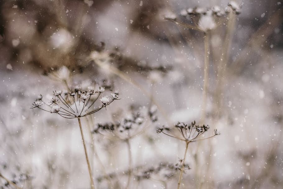 flowers during winter, plant, invertebrate, animal, arachnid HD wallpaper