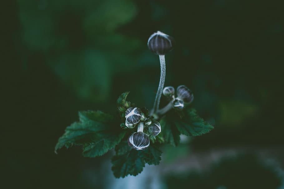 Close-up Photography of a Flower Buds, beautiful, bloom, blooming HD wallpaper