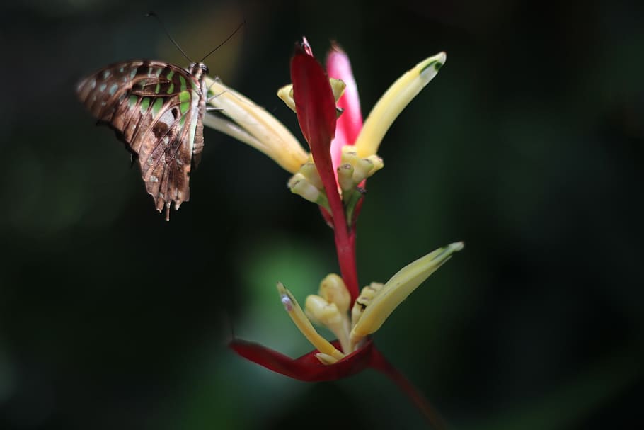 flowering plant, vulnerability, fragility, petal, beauty in nature HD wallpaper