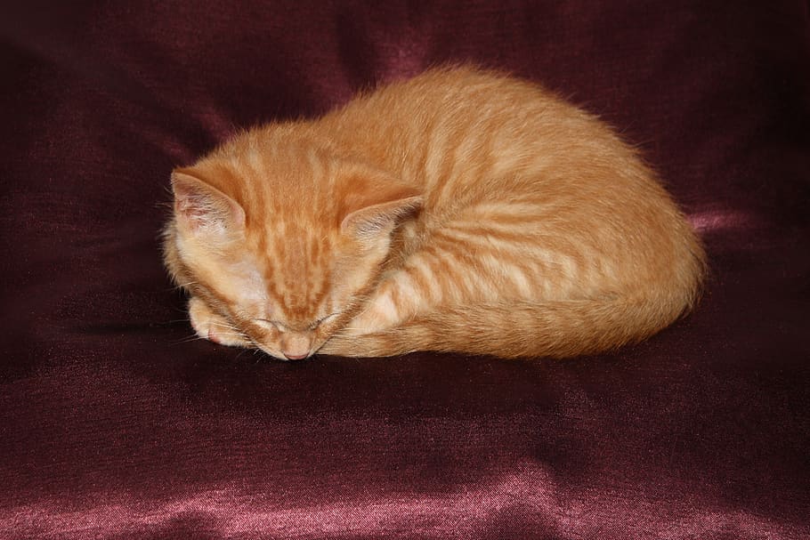 spain, barcelona, sleeping, sleeping cat, red hair, baby cat HD wallpaper