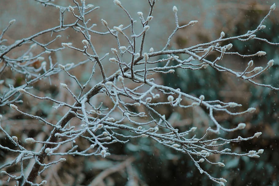 twigs covered by snow, nature, ice, outdoors, frost, winter, tree HD wallpaper