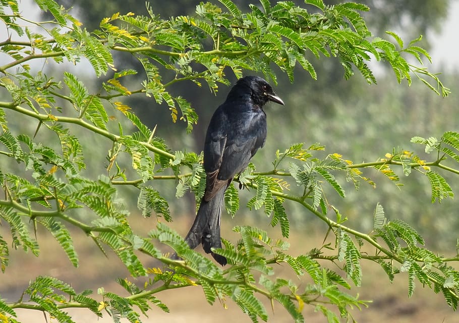 bird, drongo, black drongo, dicrurus macrocercus, passerine