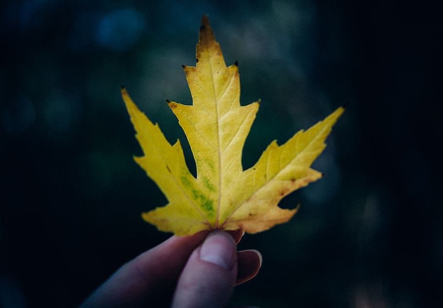 human hand, human body part, one person, leaf, plant part, holding HD wallpaper