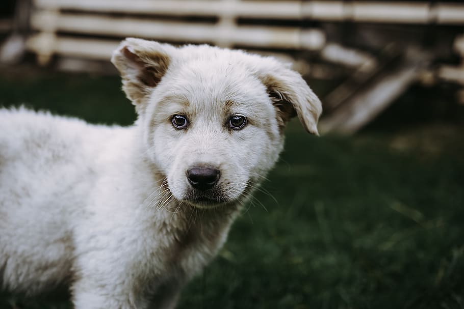 puppy standing on grass field during daytime, pet, canine, mammal, HD wallpaper