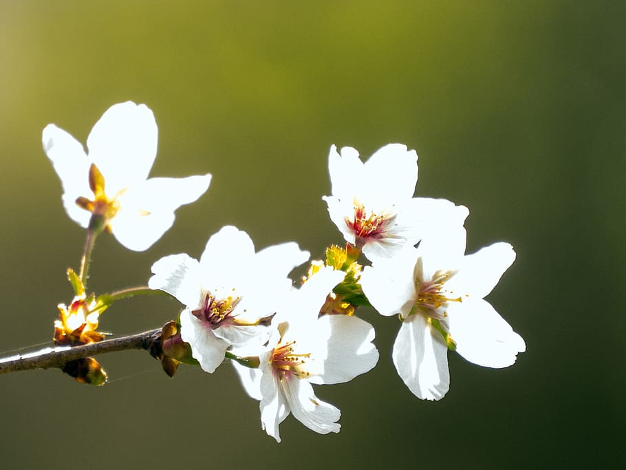 Crab apple blossom. Цветы вишни. Крабовое яблоко цветение. Соцветие белой Сакуры декоративная.