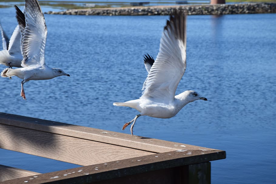 seagull, bird, flying, takeoff, railing, lake, lake toho, kissimmee HD wallpaper