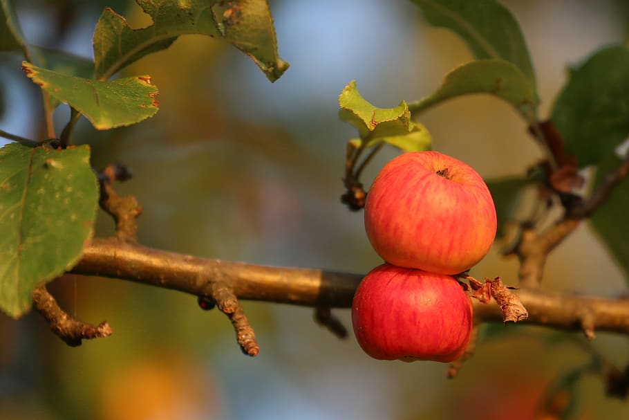 apple, fruit, nature, tree, fresh, healthy, mature, autumn HD wallpaper