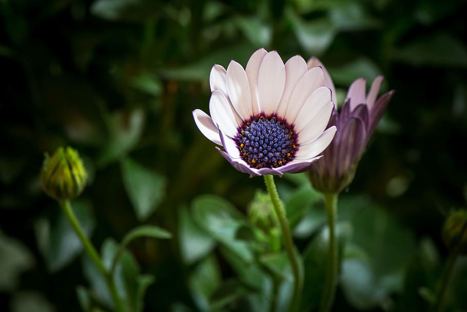 osteospermum, ecklonis, fresh, flower, nature, fragrance, garden HD wallpaper
