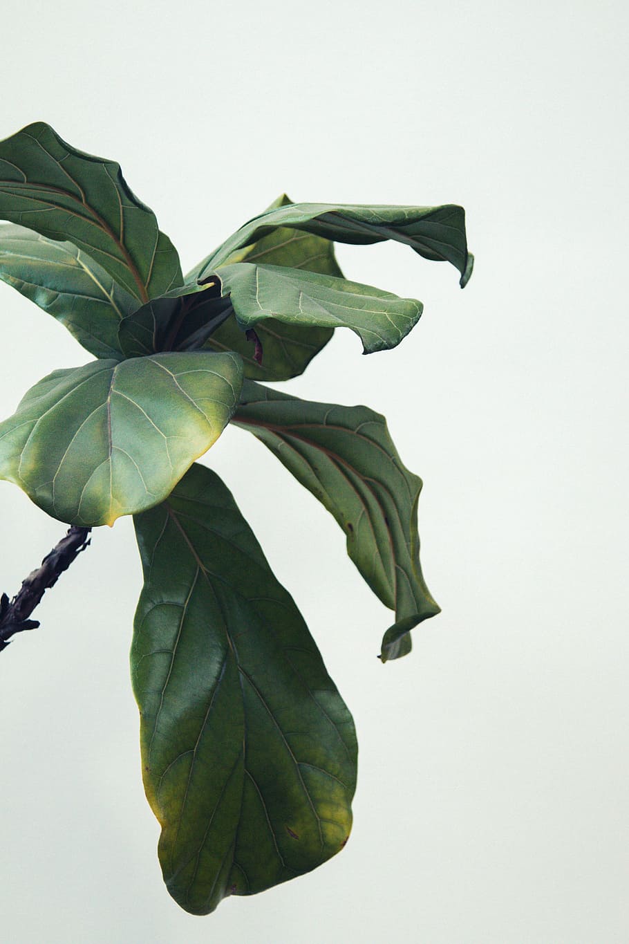 green leafed plant during daytime, nature, interior design, decor HD wallpaper