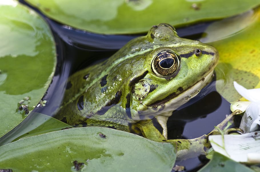 frog, close up, pond, animal, animals in the wild, animal wildlife HD wallpaper