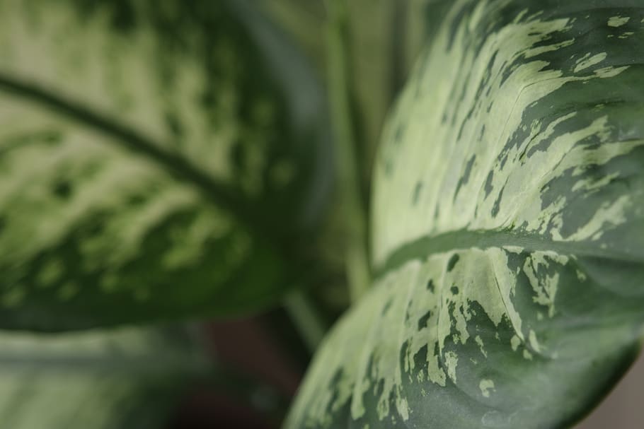 leaf, green, darkness, close-up, green color, healthy eating HD wallpaper