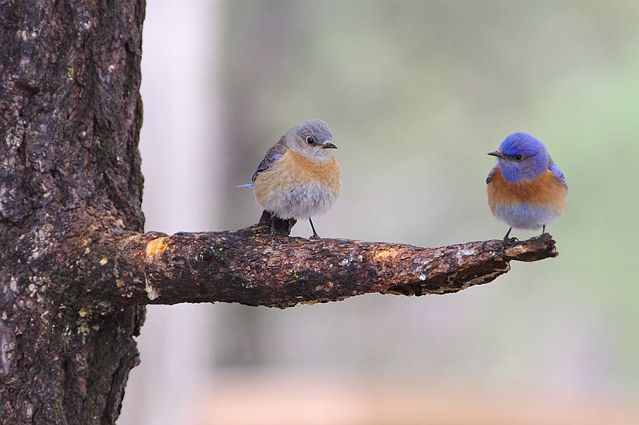 two blue bird perched on tree trunk, animal, bluebird, wren, united states HD wallpaper