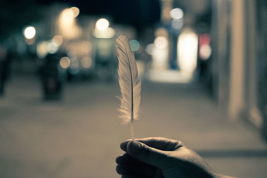 Selective Focus Photography of Person Holding Feather, human hand HD wallpaper
