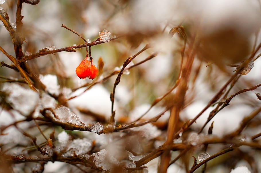 Red Plant, branches, bush, nature, snow, winter, fruit, healthy eating HD wallpaper