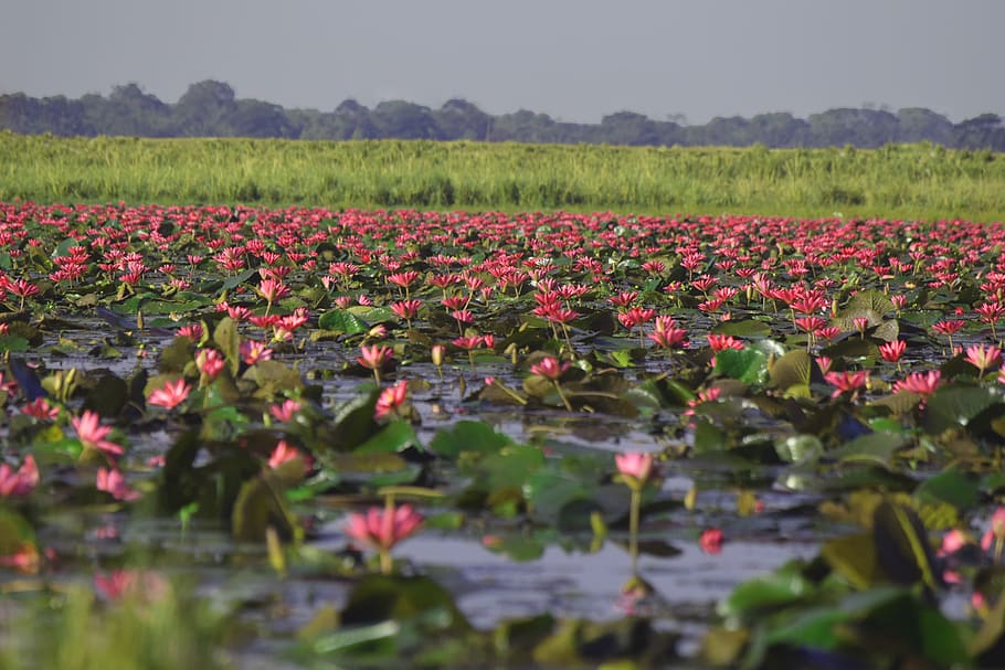 Famous Valley: Seeing Lotus Valley of MP, Lotus Valley Indore | you will feel like being in heaven