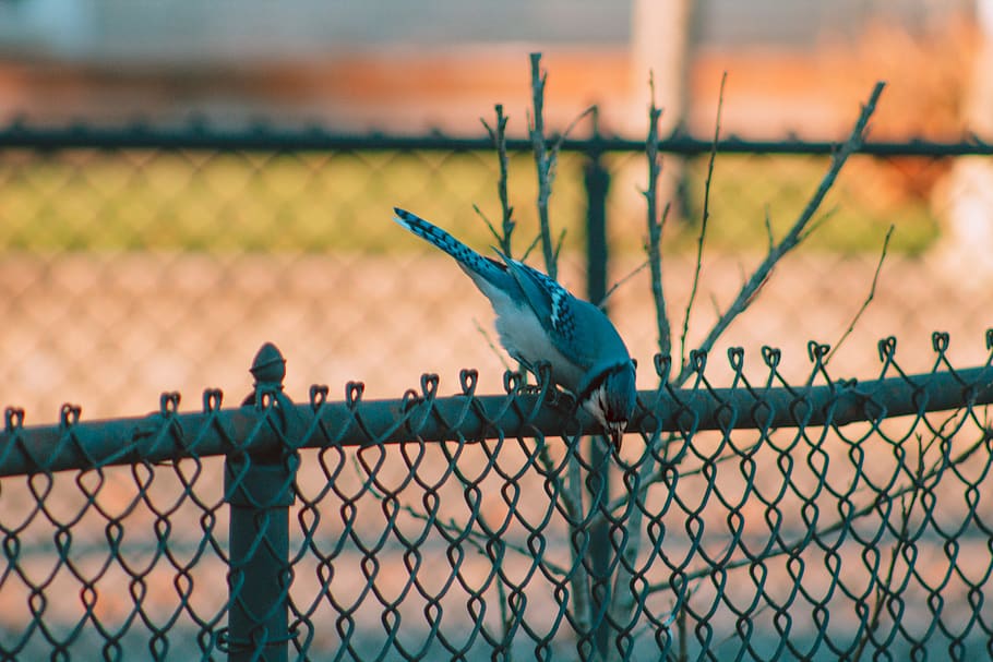 blue jay, bird, bird watching, feathers, fence, trend, new england HD wallpaper
