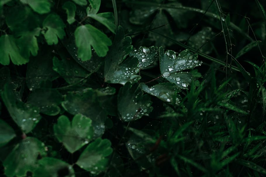 Green Leaves With Water Drops Photo, blur, close-up, colors, droplets HD wallpaper