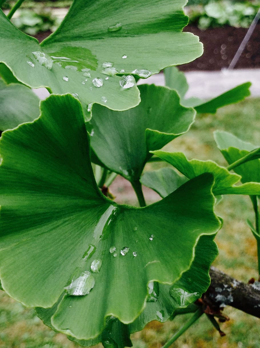 ginko, tree, rain, drop, leaf, plant part, growth, close-up HD wallpaper
