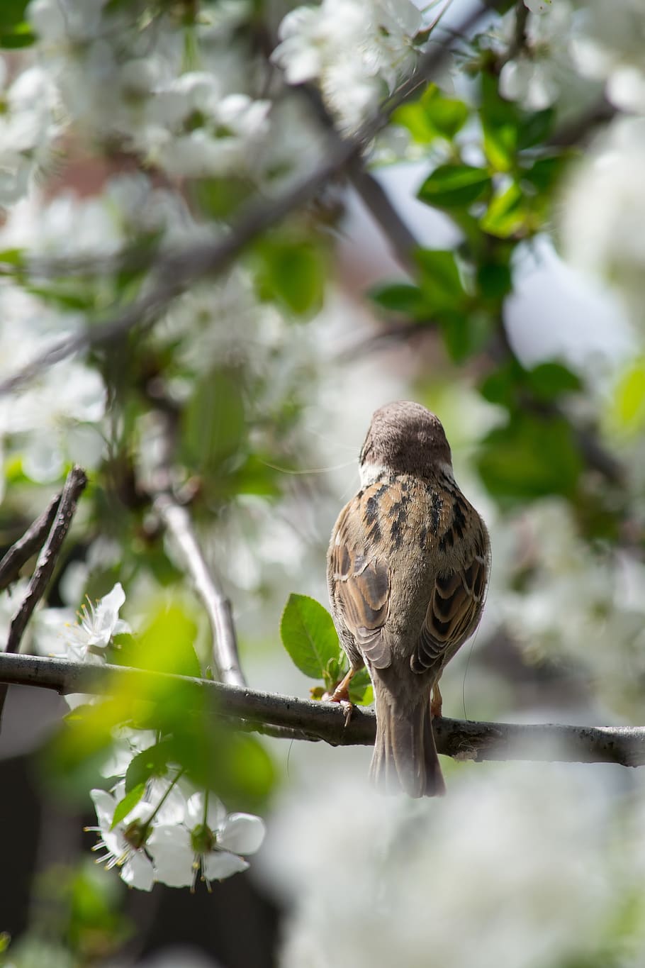 sparrow, bird, spring, nature, animal, meadow, garden, songbird HD wallpaper