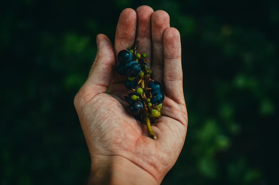 Blue Berries on Sprig Cupped in Human Hand, aroma, botany, centered HD wallpaper
