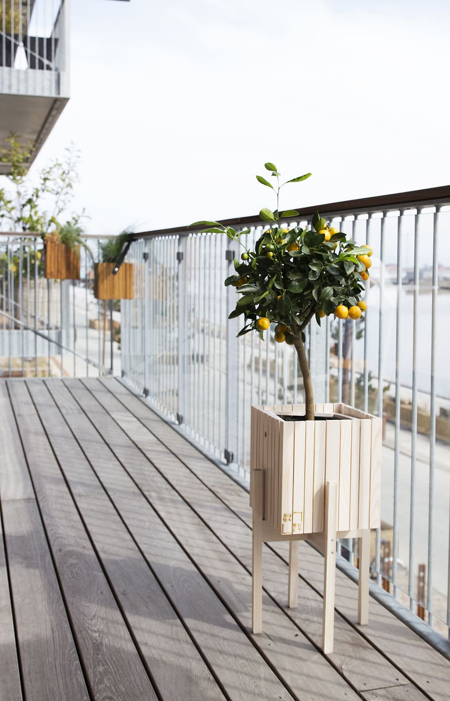 potted kumquat plant, nature, day, wood - material, no people