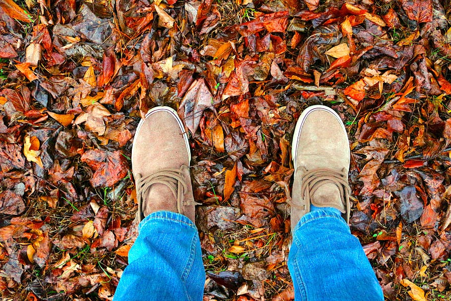 trees, leaves, forest, low section, shoe, human leg, autumn HD wallpaper