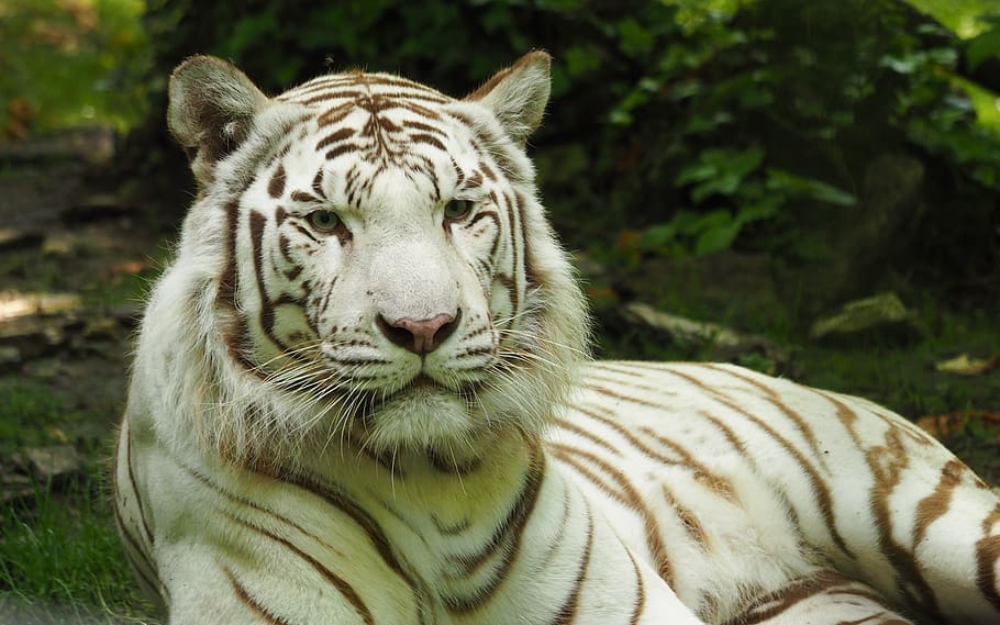 animals, feline, predator, tiger, zoo, white tiger, animal themes HD wallpaper