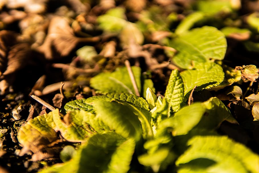 spring, flower, bloom, nature, plant, white, signs of spring HD wallpaper