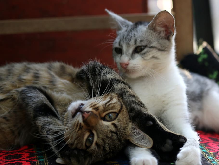 cats, love, two, play, feline, animals, together, adorable HD wallpaper