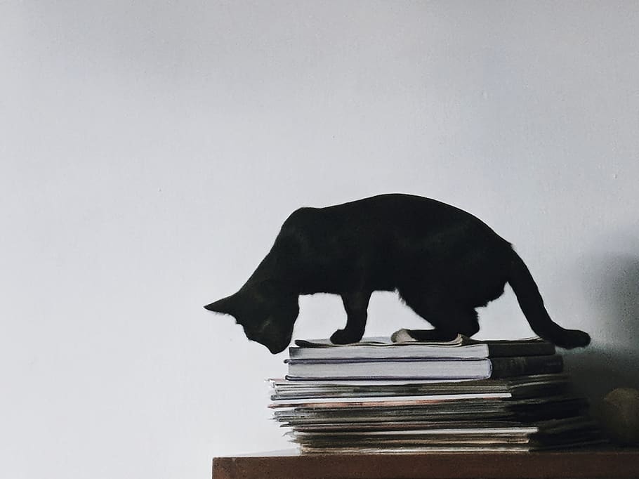 Black Cat on Top of the Magazines, animal, animal photography