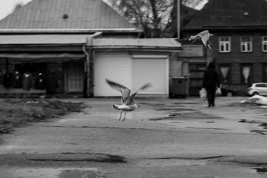 gull, seagull, bird, flight, animal, nature, flying, wings HD wallpaper