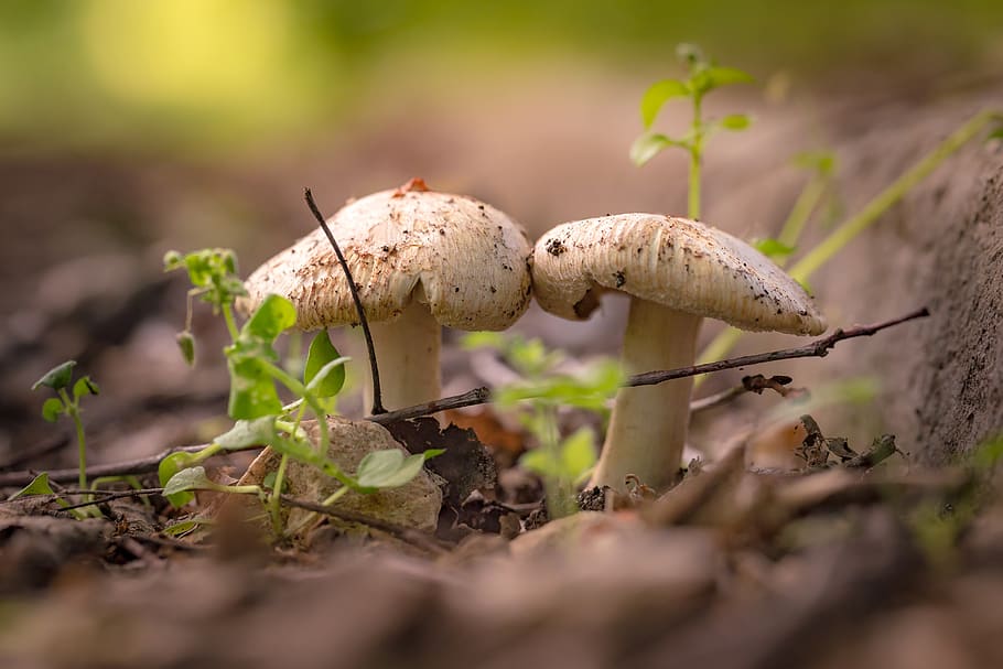 Two Brown Mushrooms, fungi, ground, macro, soil, toadstools, fungus HD wallpaper