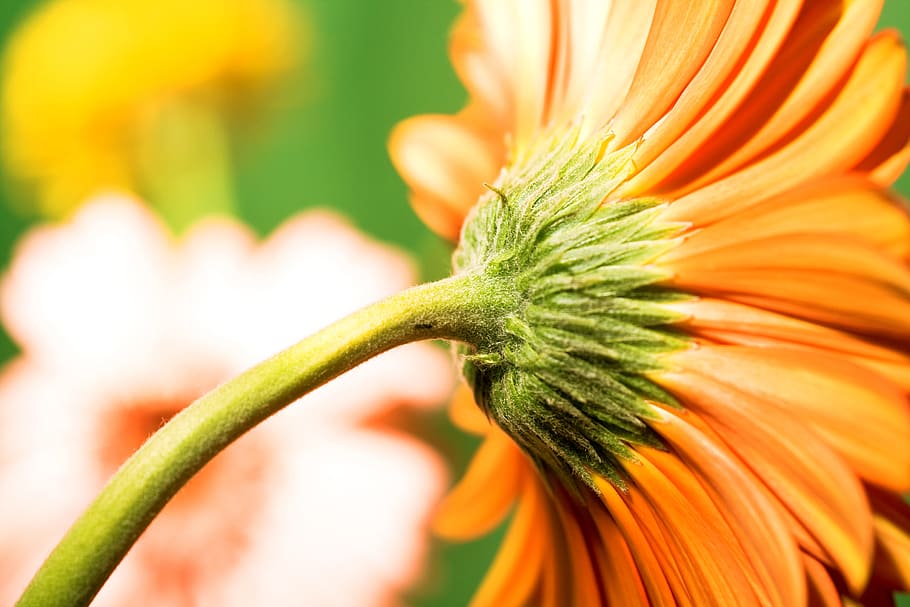 con2011, beautiful, detail, flora, flower, flowers, nature HD wallpaper