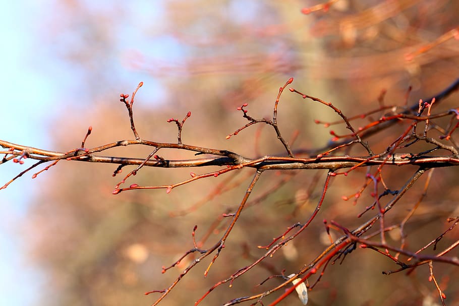 buds, branch, bloom, tree, vernal, spring, nature, the heyday of the HD wallpaper