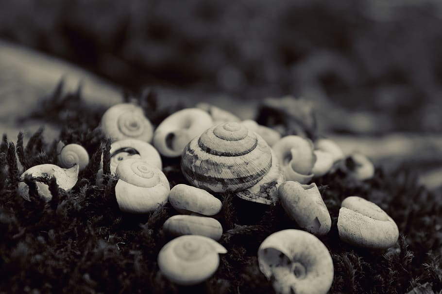 nature, seashells, black and white, close-up, selective focus HD wallpaper