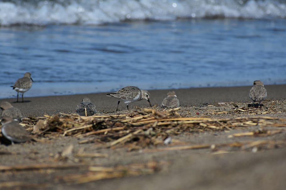 animal, sea, beach, wave, bird, wild birds, the department of HD wallpaper