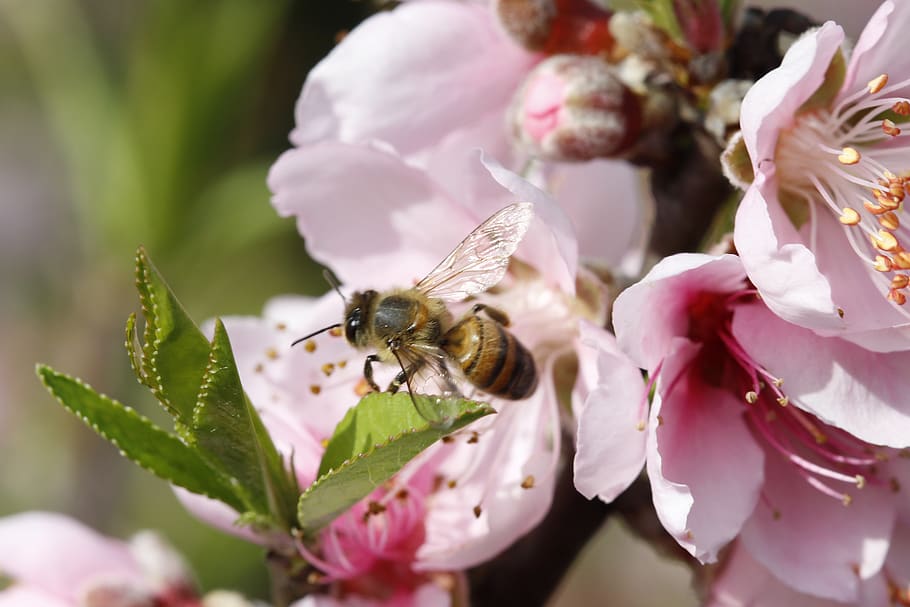 flower, peach tree, spring, flora, botanist, bee, flowering plant HD wallpaper