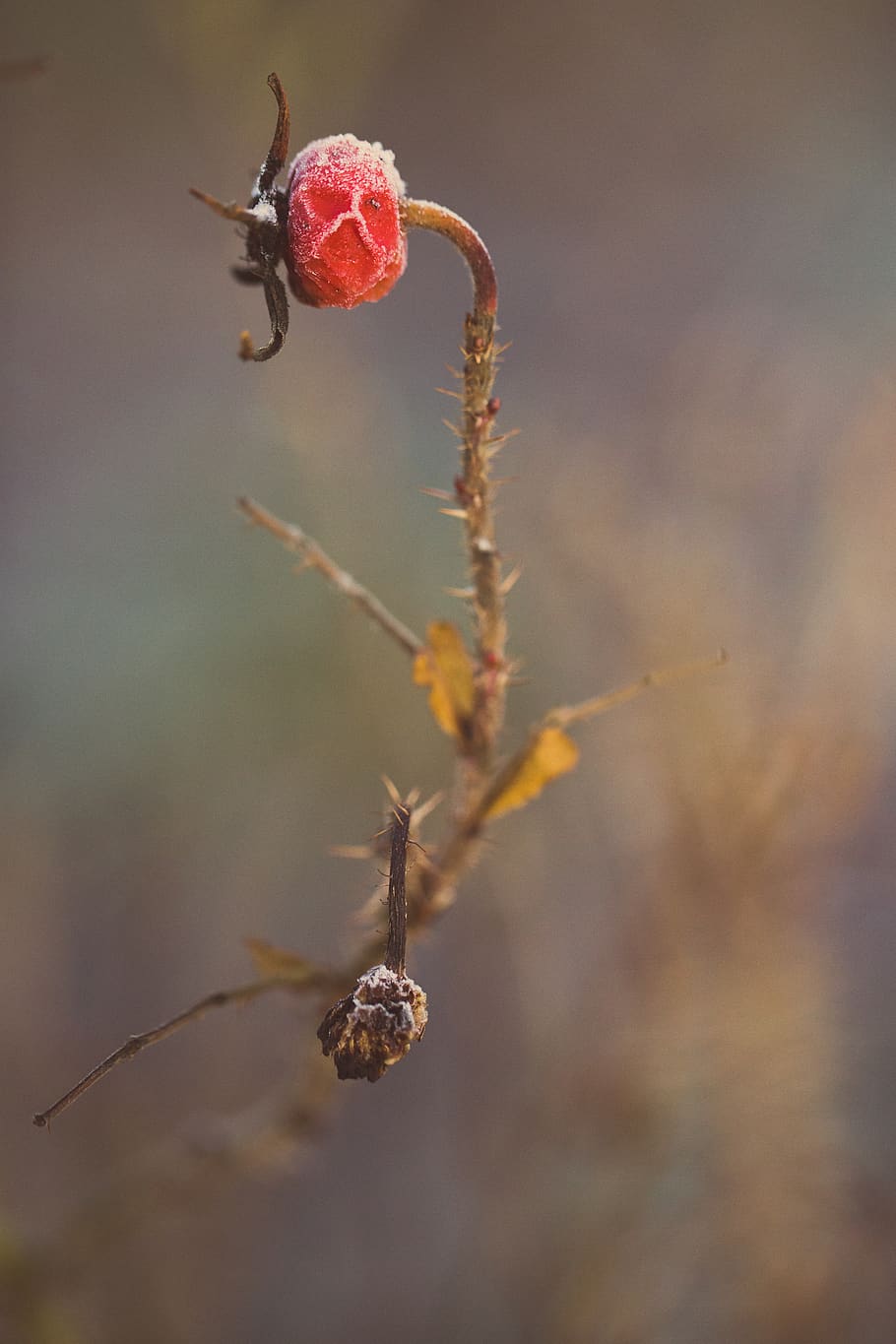 flowers, sleeping, dormant, red, warm tones, winter, macro HD wallpaper