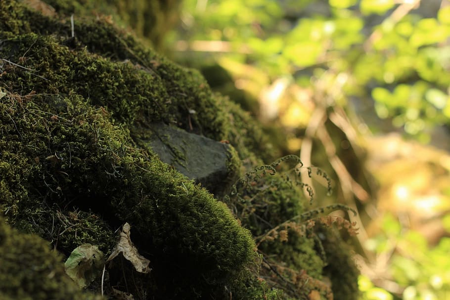moss, nature, green, landscape, forest, mood, plant, green color HD wallpaper