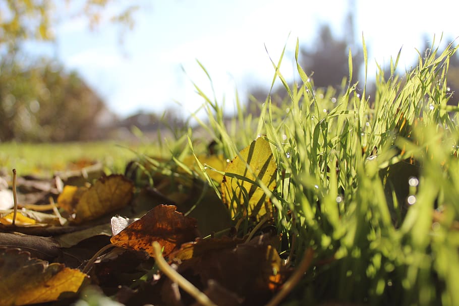 grass, spring, autumn, nature, plant, chan, garden, green, landscape HD wallpaper