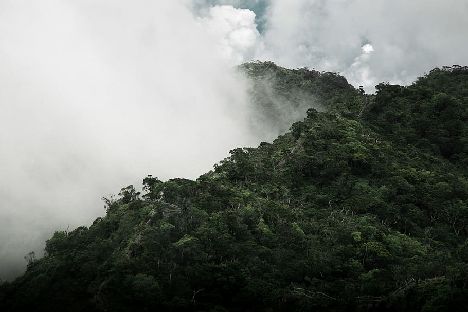 mountain with fogs, tree, plant, beauty in nature, scenics - nature HD wallpaper